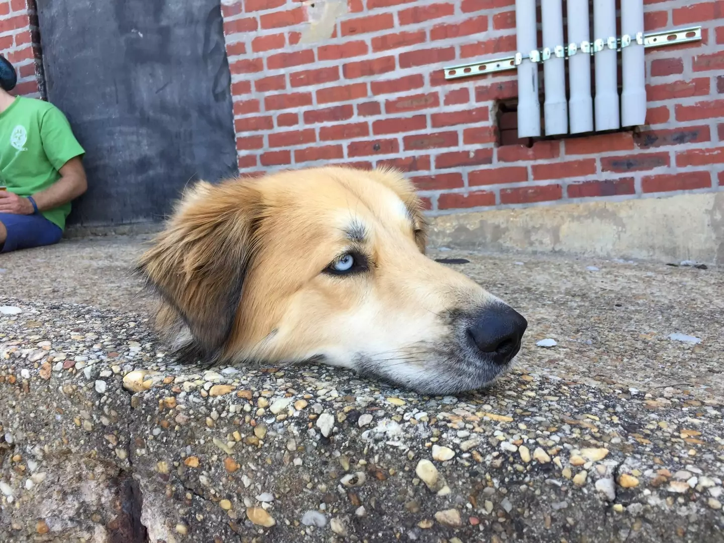 Optical illusion makes dog look decapitated.