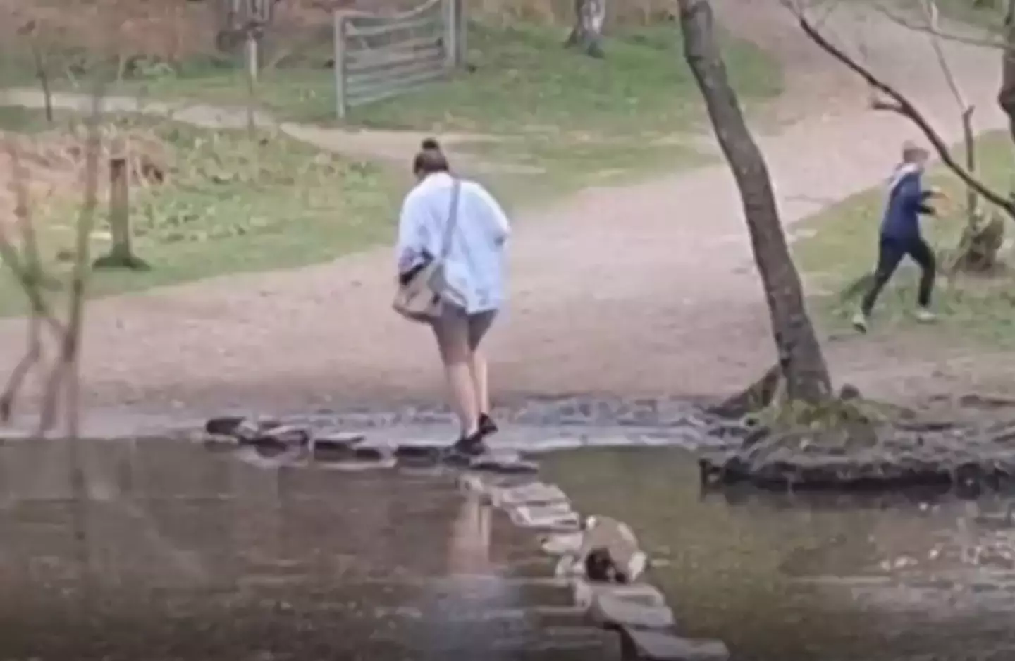 The badger had been seen chasing dog walkers in Cannock Chase Country Park.