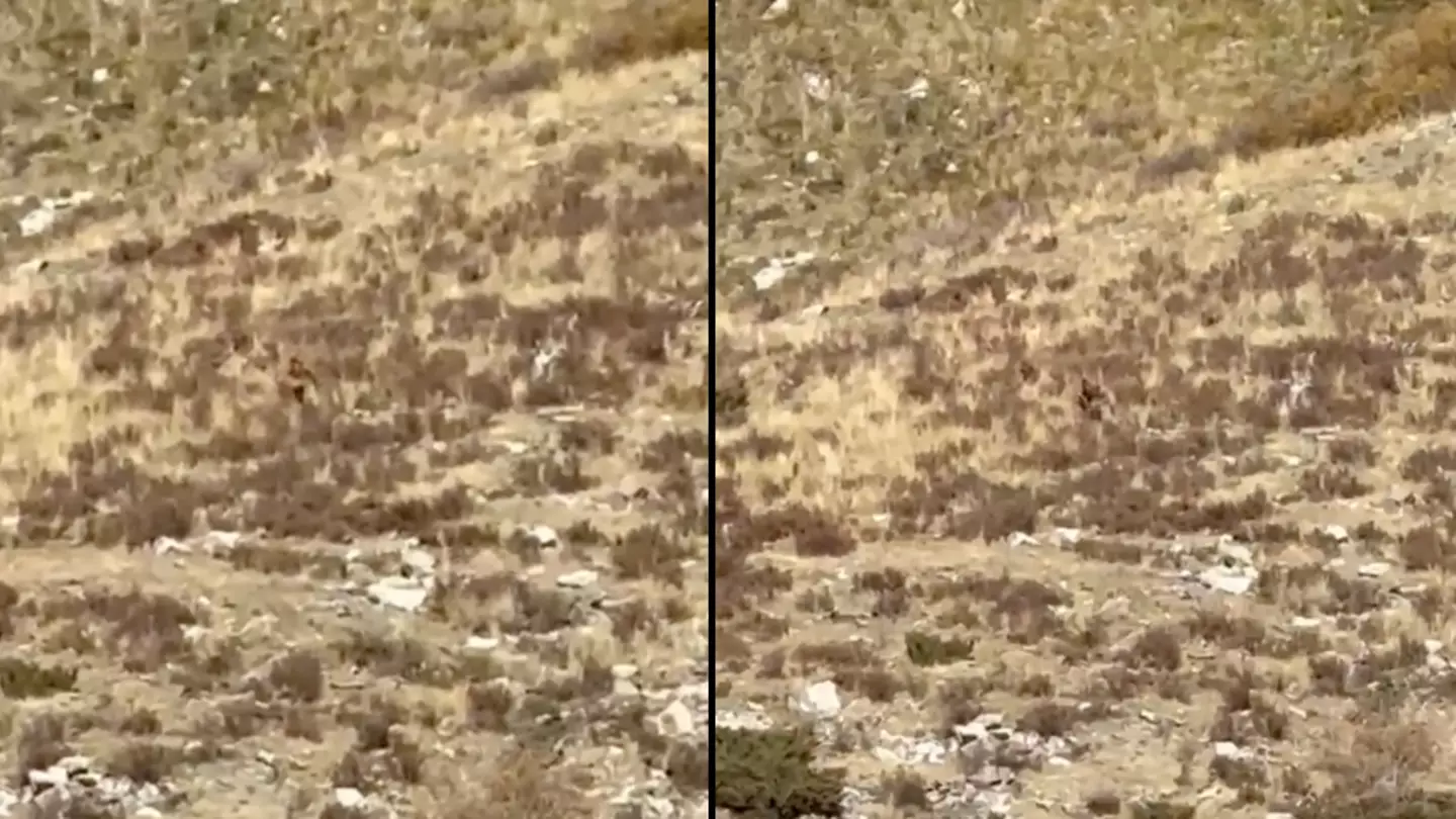 Mystery of new Bigfoot footage could finally be solved