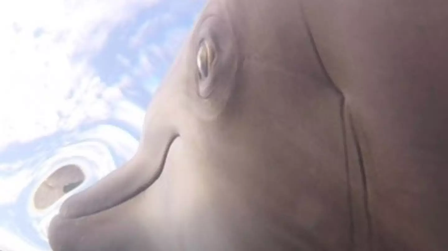 US Navy/National Marine Mammal Foundation