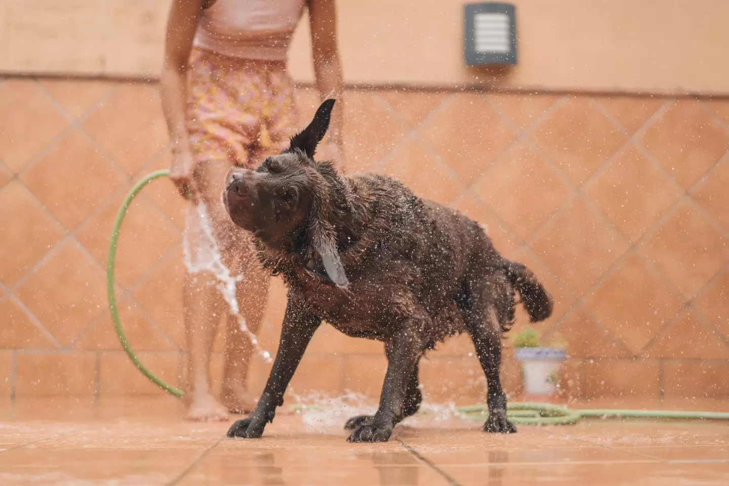 Pet owners are being advised to wash their dog's legs off after a muddy walk.