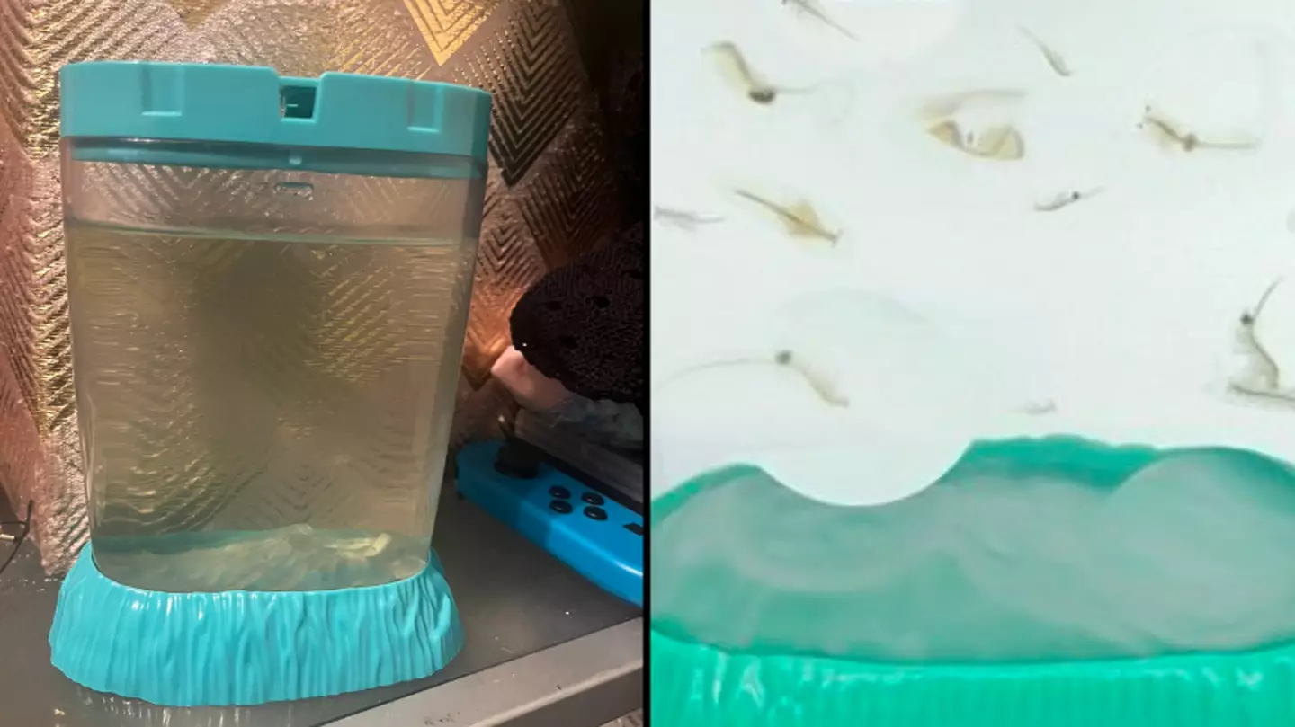 Dark truth behind iconic childhood staple Sea Monkeys