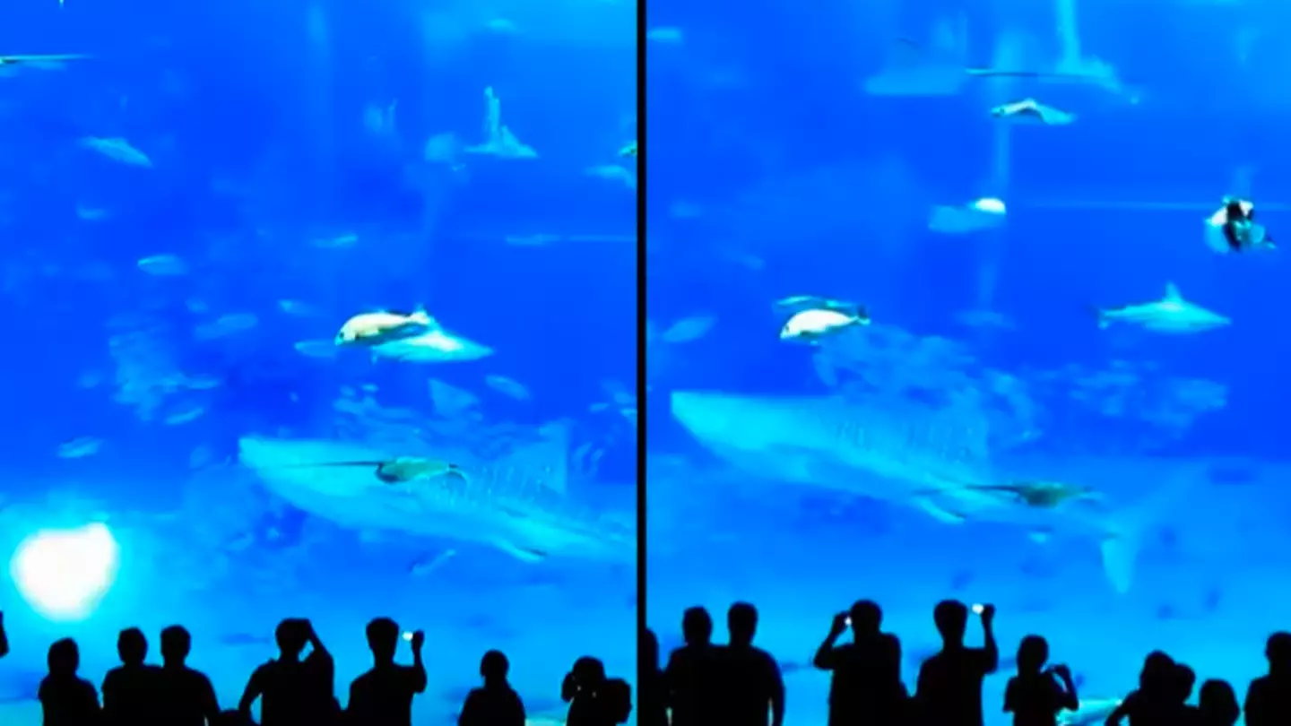 Unsettling moment massive fish 'kills itself' after being startled by camera flash in aquarium