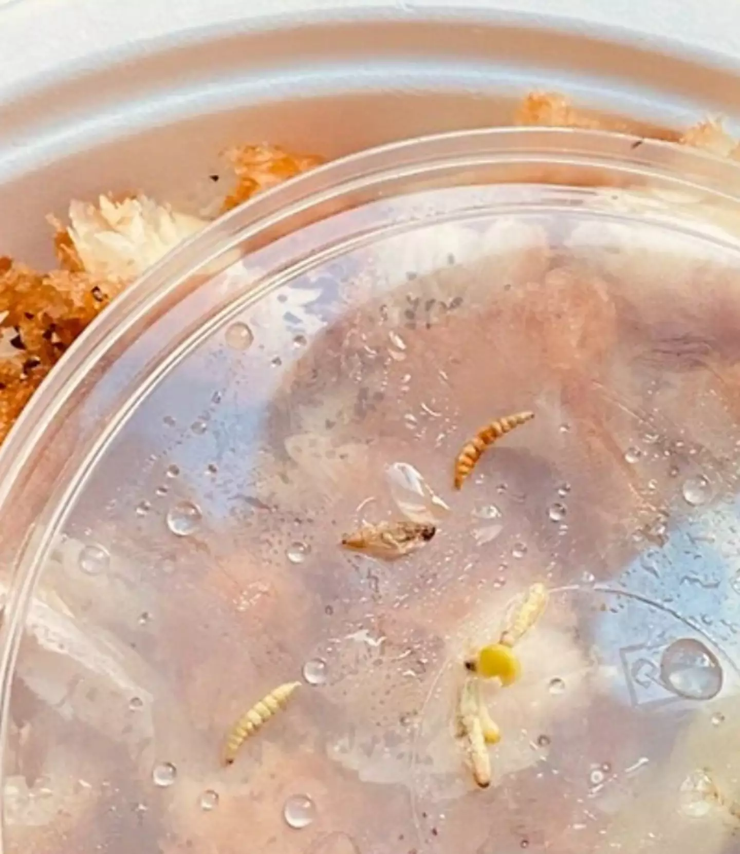 Maggots have reportedly been found in meals.
