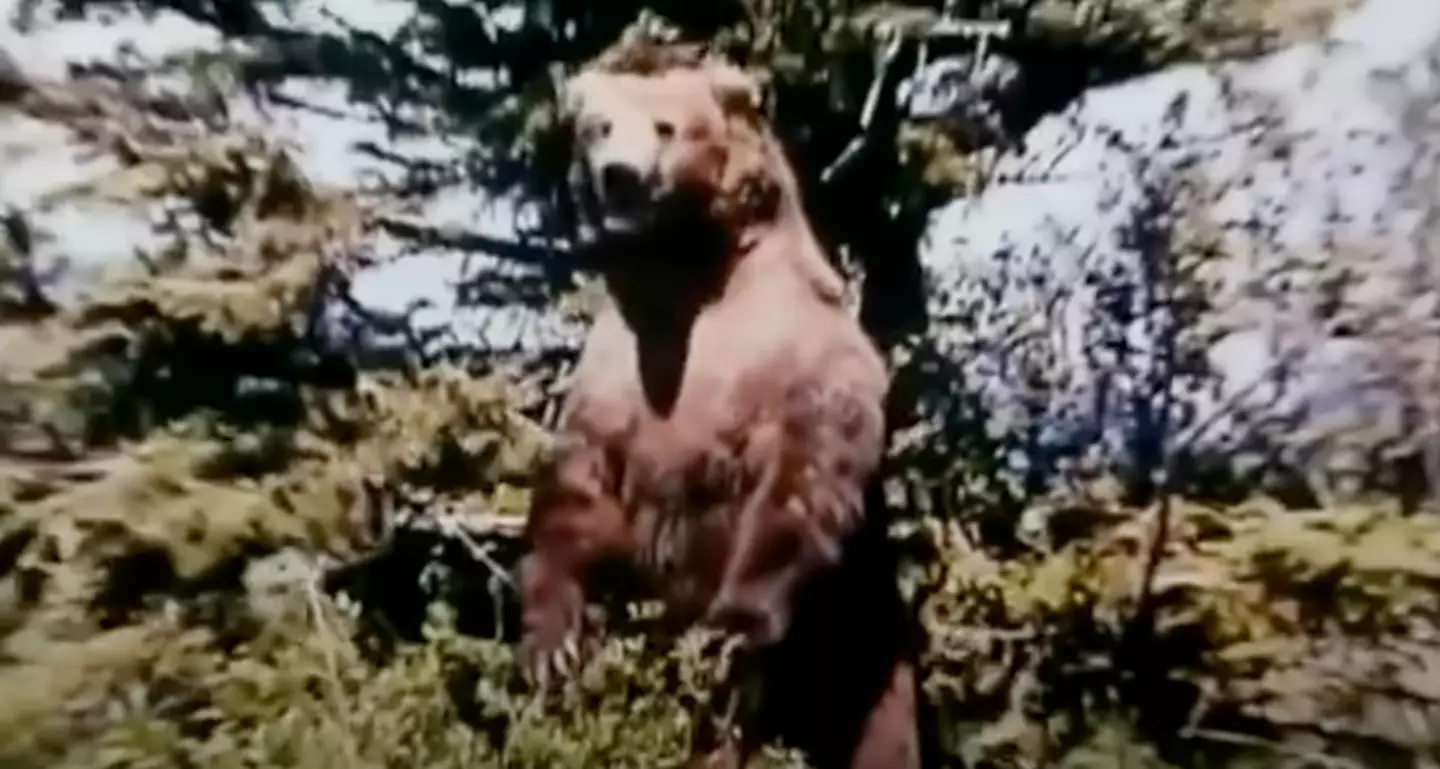 The environmentalist spent a lot of time living amongst bears and believed he had gained their trust (Lionsgate films)