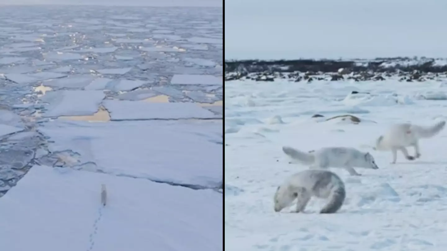 David Attenborough's 'most gruesome scene' shows heartbreaking reality of life