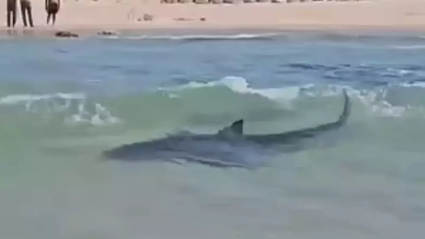 Scientist explains what could have caused sharks to attack man feared dead following horrifying footage