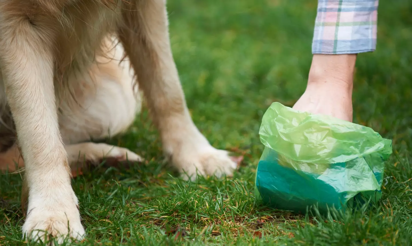 The animal expert explained why we no longer see white dog poo regularly anymore (Getty Stock Photo)