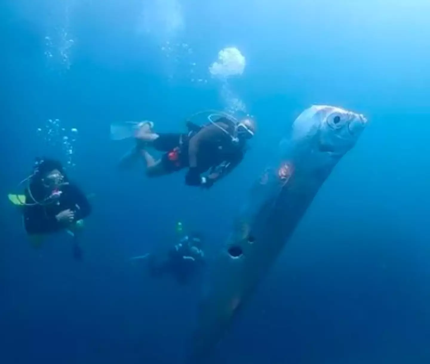 The Russell's Oarfish, with the pockmarks in its flank.