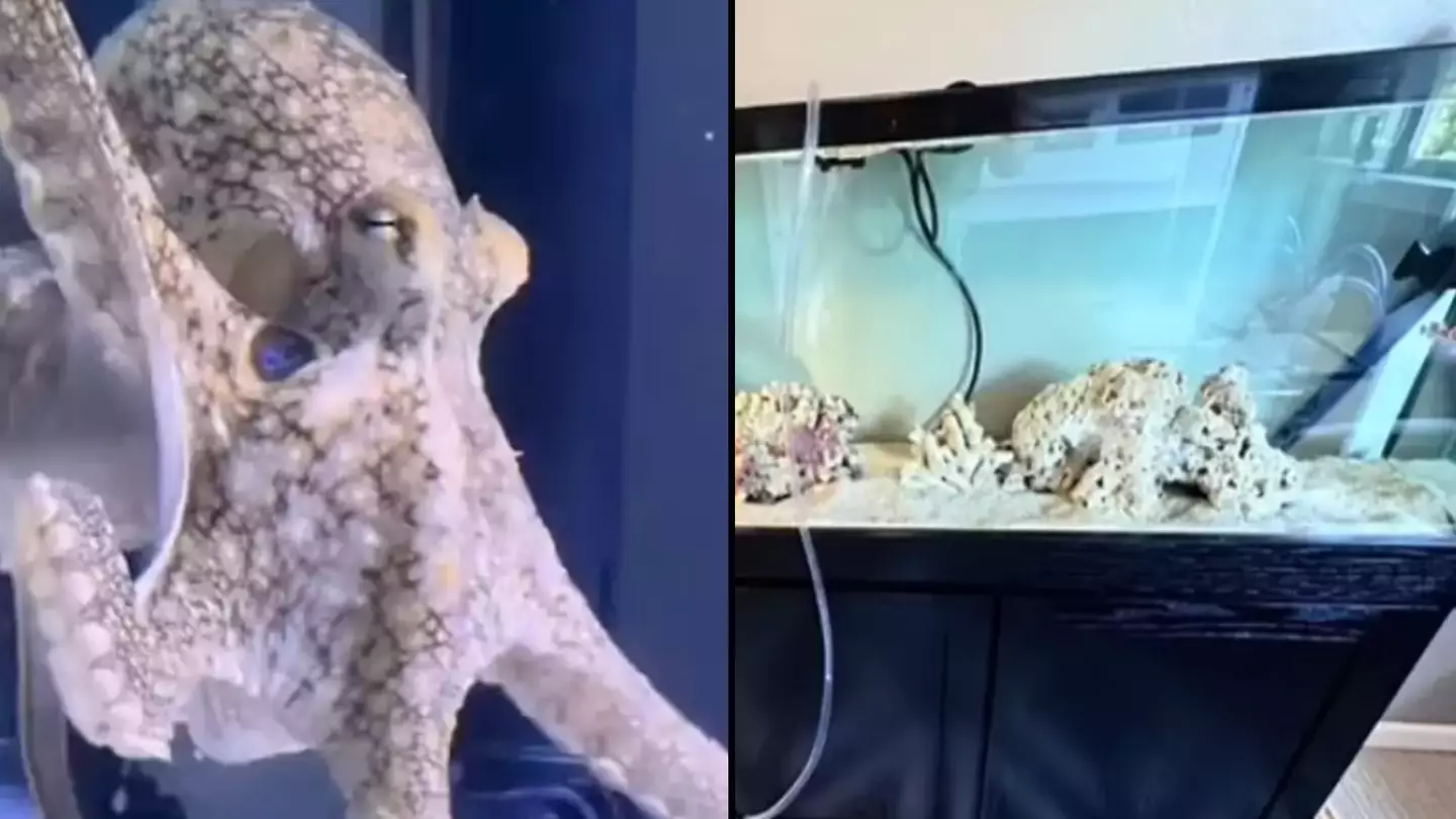 TikTok/doctoktopus