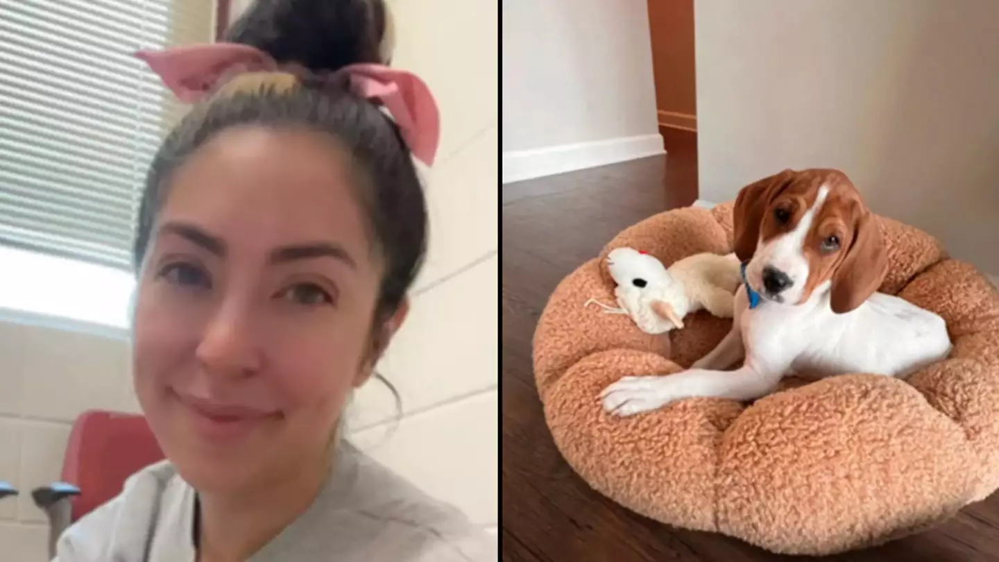 Woman who paid for sick dog to be put down discovers it up for adoption