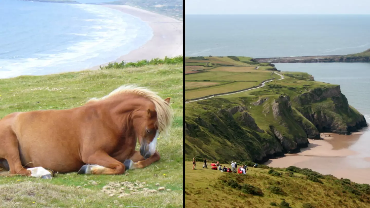 Farmer says people taking selfie forced pony off cliff