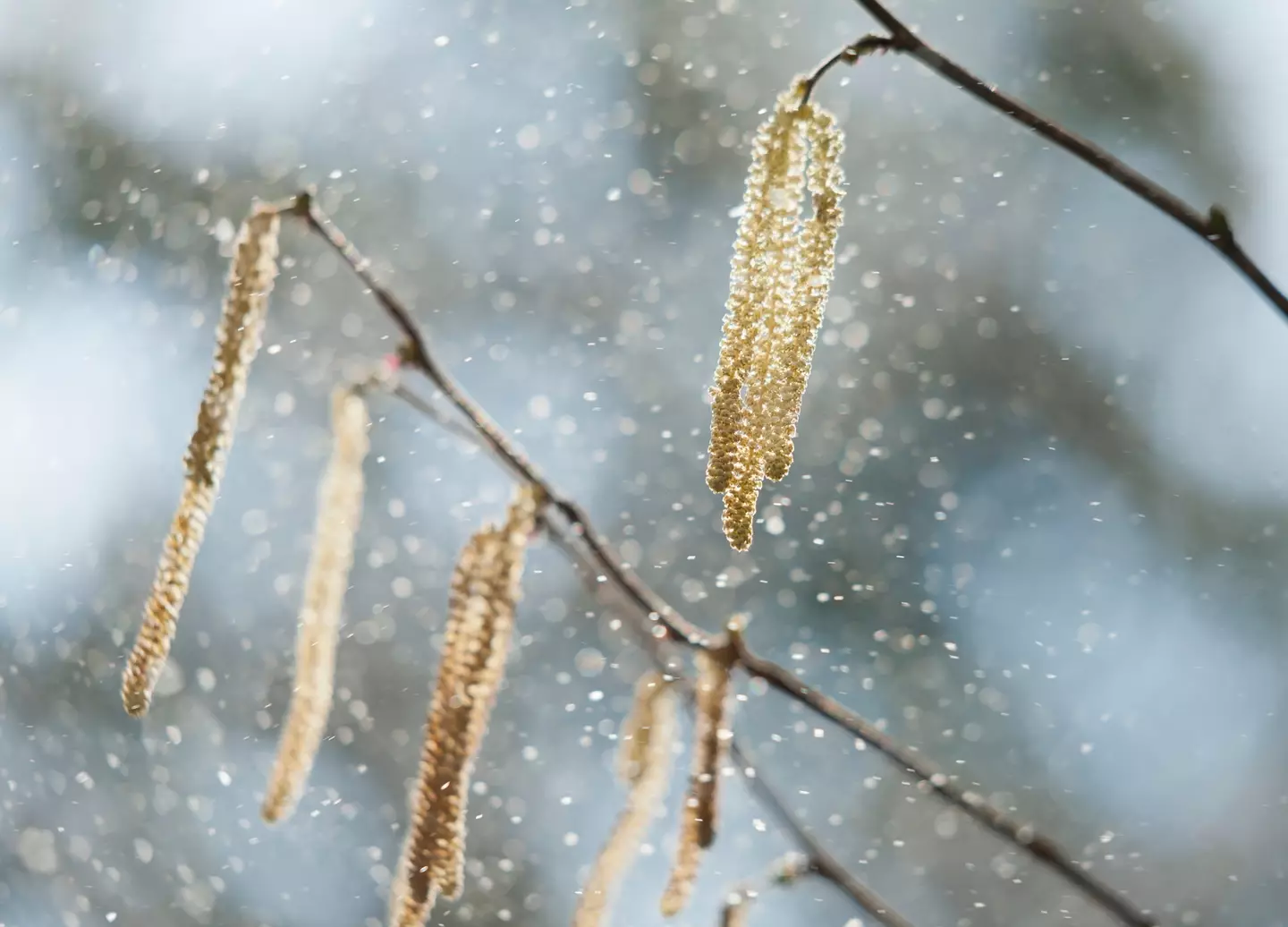 Julia's allergy to lilies was almost fatal (Getty Stock Images)