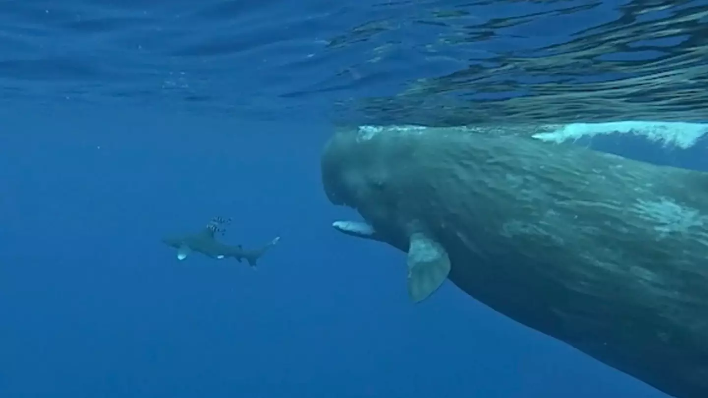 Heartstopping moment two giant whales get in the way to ‘protect’ diver from killer shark
