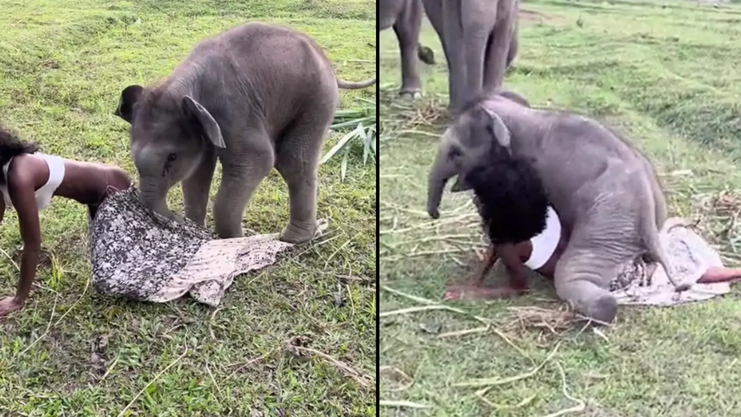 Woman Shocked As Elephant Tries Humping Her While At Animal Sanctuary