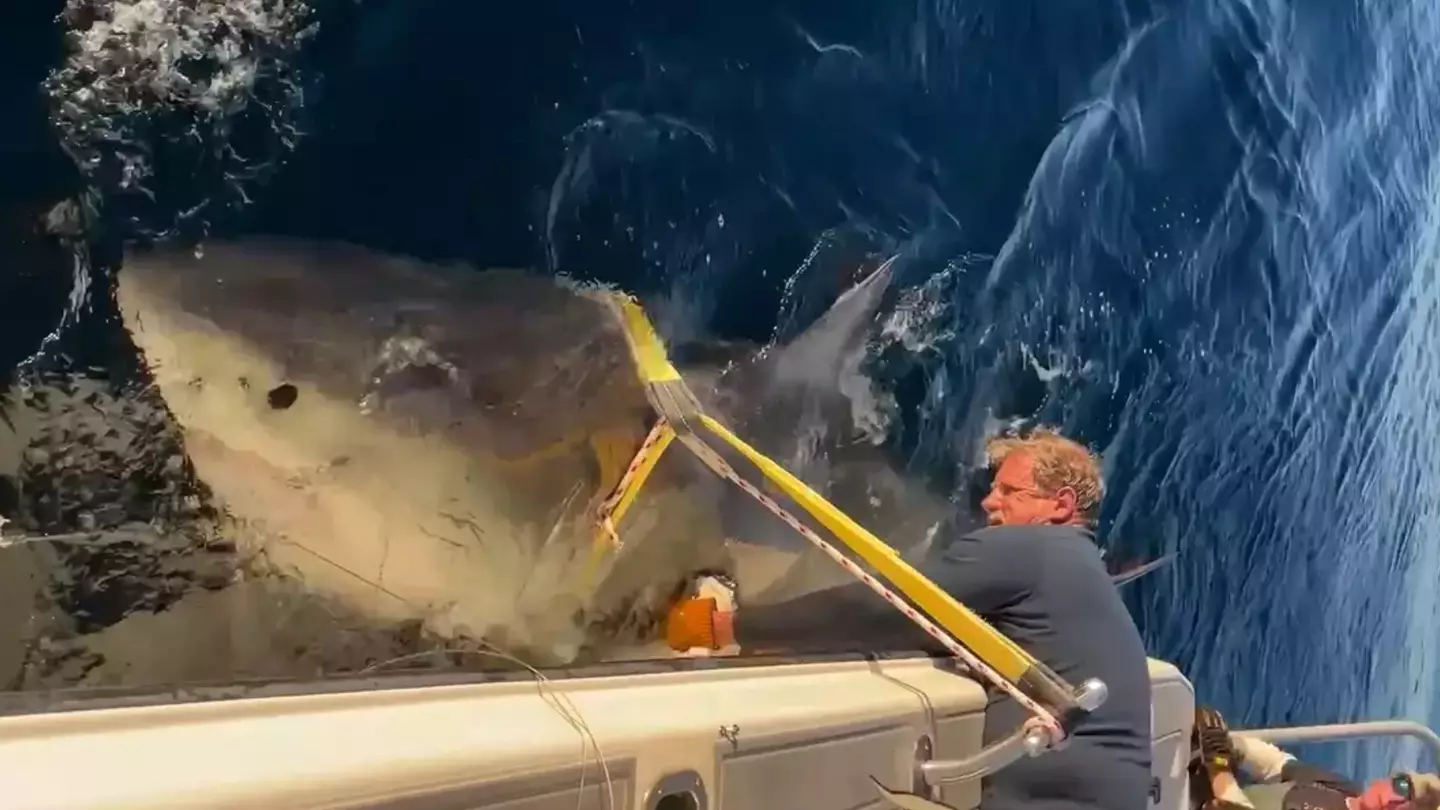 Tourists warned as world’s biggest male great white shark on way to popular holiday spot