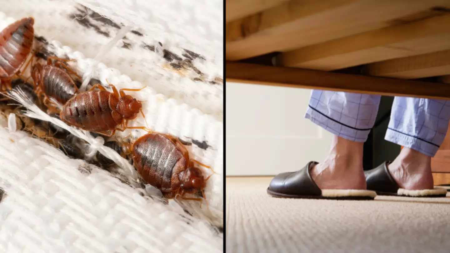 How to check if bed bugs are in your carpet as infestation hits the UK