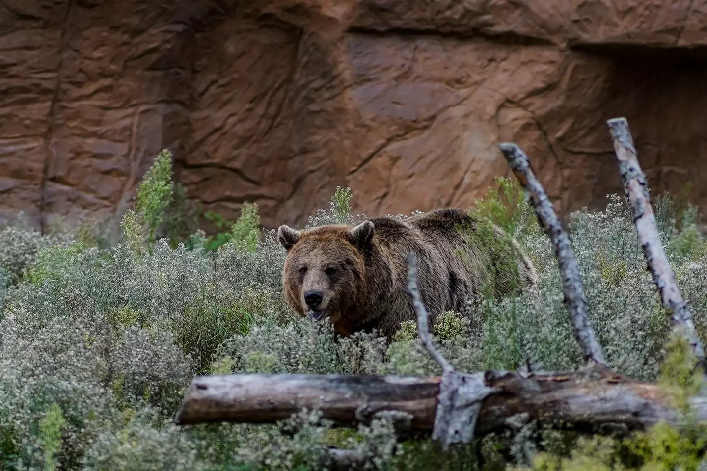 Timothy and his girlfriend Amie Huguenard were brutally killed by a bear.