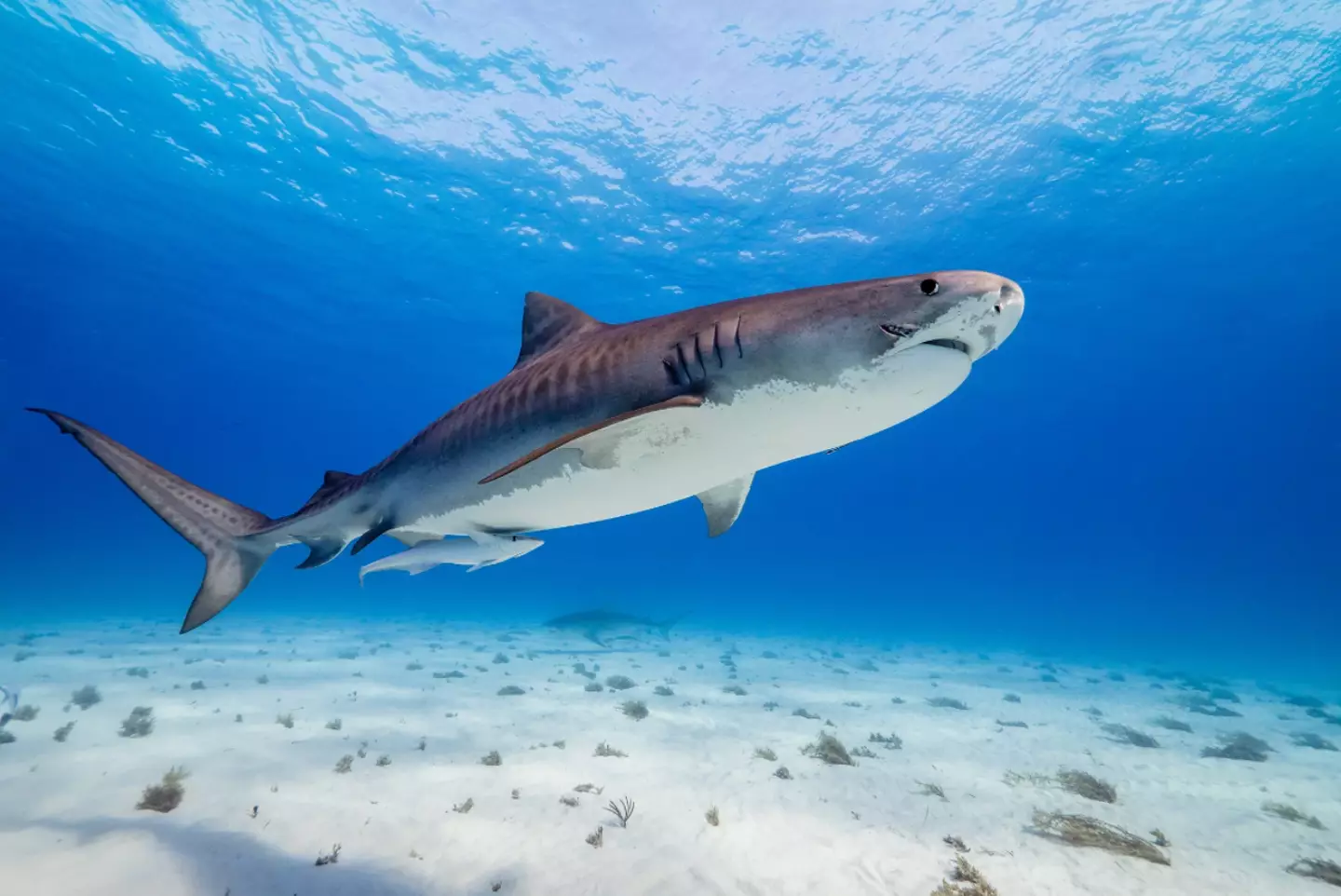 The crew were attacked by a tiger shark while filming Our Planet II.