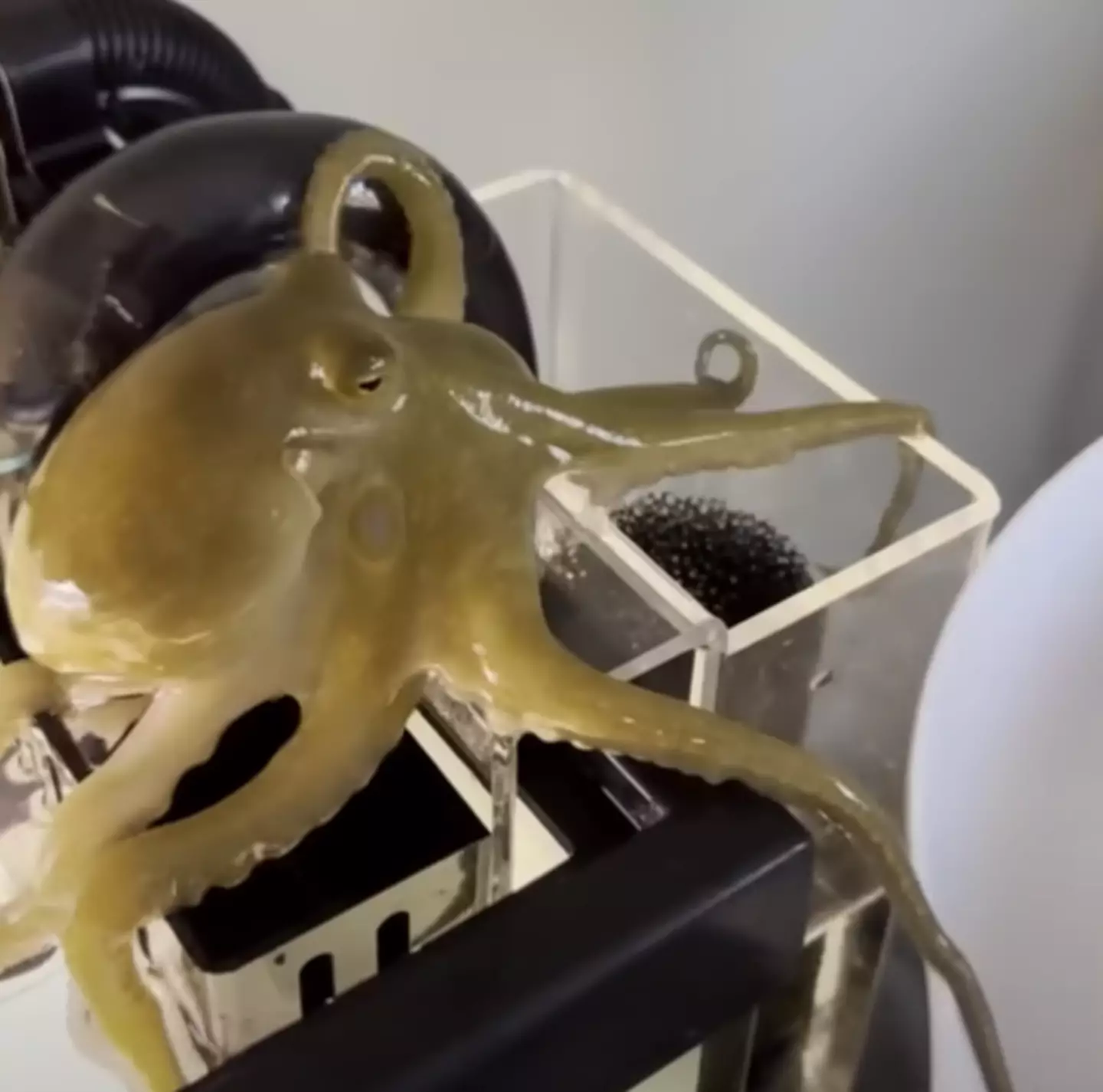 A pet octopus is certainly unusual (ABC News/Clifford family)