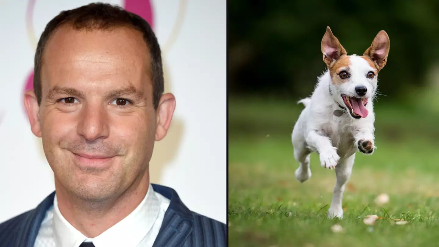What dog owners can do after Martin Lewis issued warning to anyone in UK with one