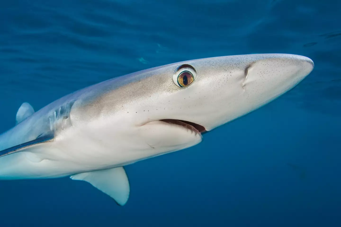 Blue sharks aren't uncommon to UK waters during certain times of the year.