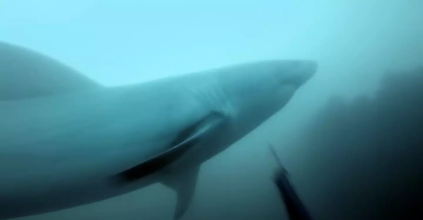 What would you do if you saw this in the ocean? (YouTube/GoPro)