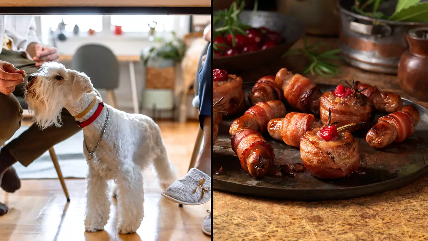 Vet issues warning to pet owners over feeding dogs pigs in blankets this Christmas