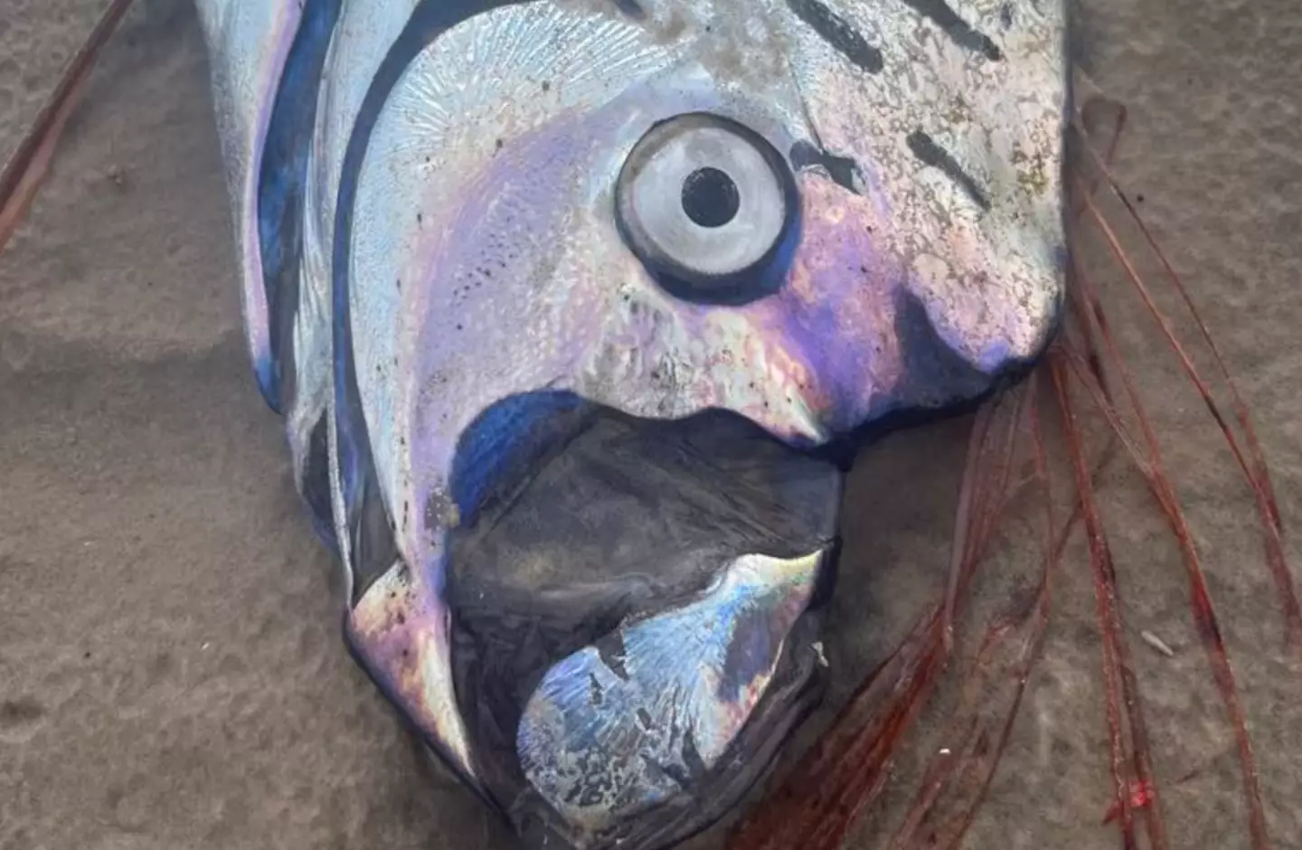 The rare fish was spotted, washed up on a Tasmanian beach (Sybil Robertson)