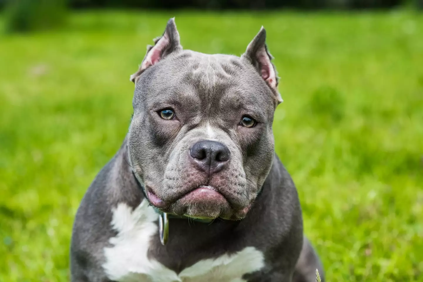 XL American bully dogs could be banned in the UK.