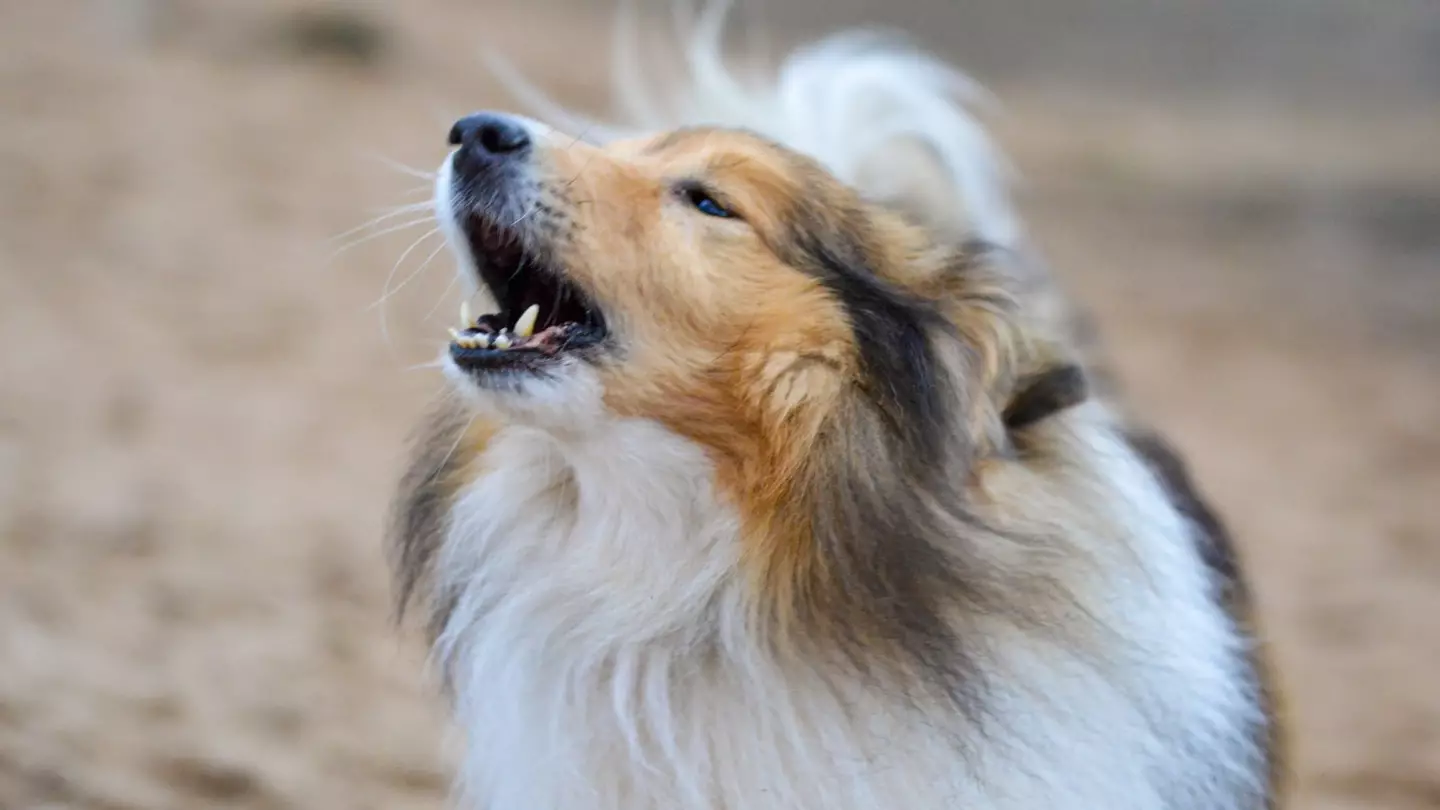 China could turn your pets' sounds into a voice using genius AI technology
