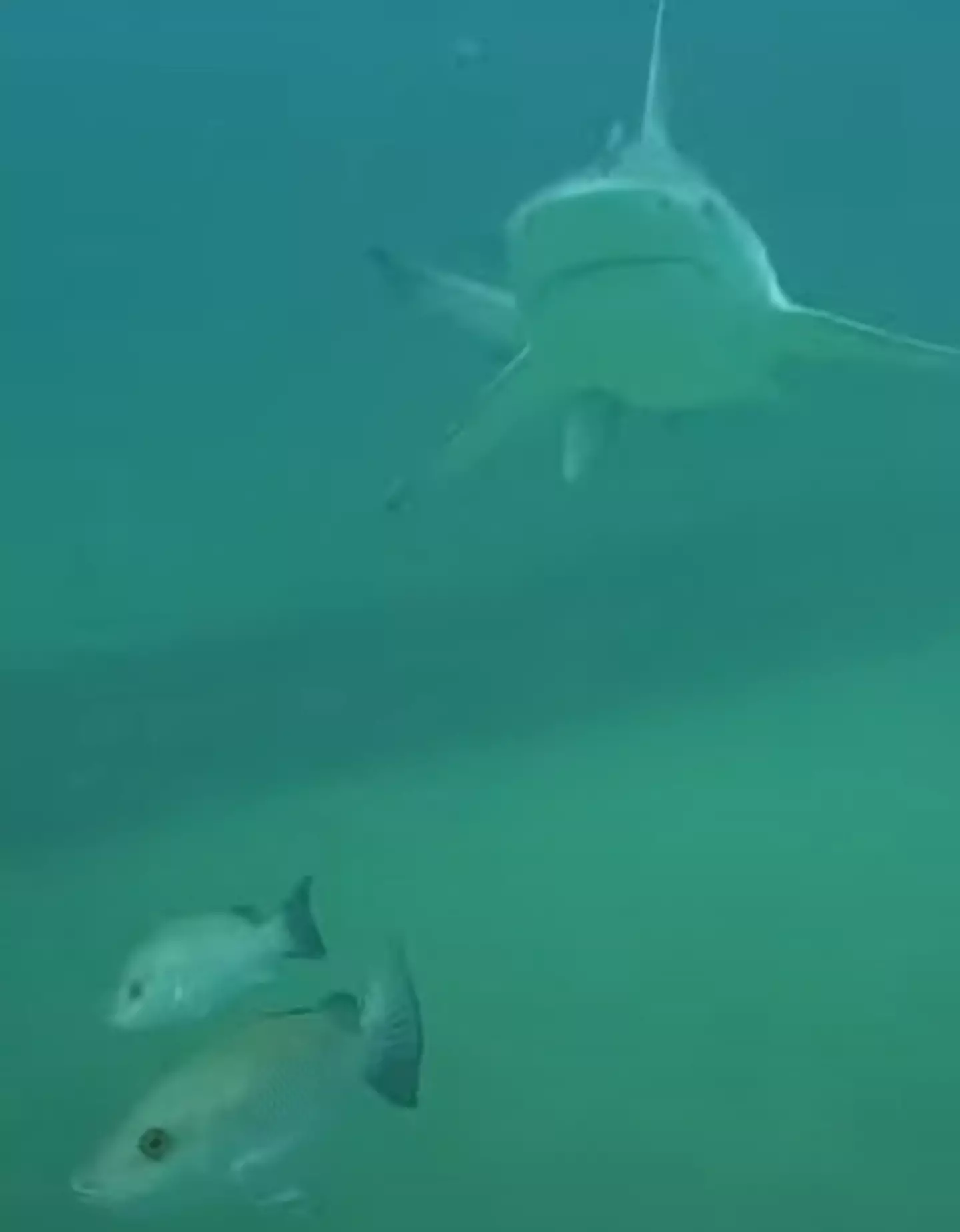 That fish looks appropriately worried about the shark (Youtube/thereel850)