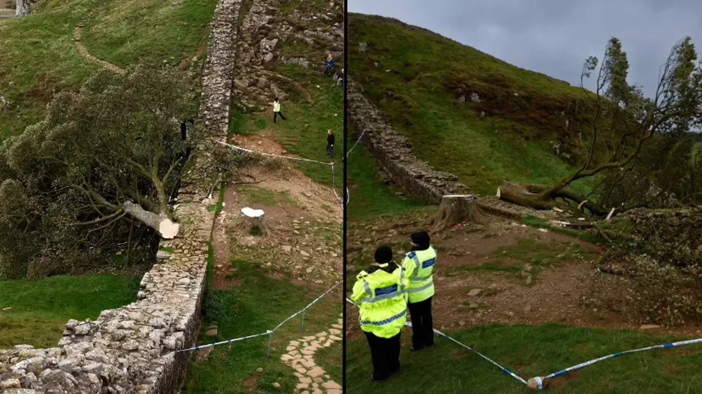 Man arrested by officers investigating the felling of world-famous Sycamore Gap tree