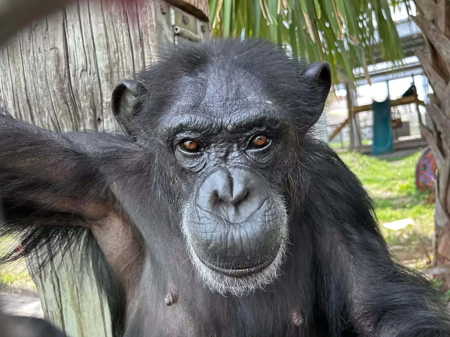 Vanilla went viral thanks to the video last year. (Save the Chimps)