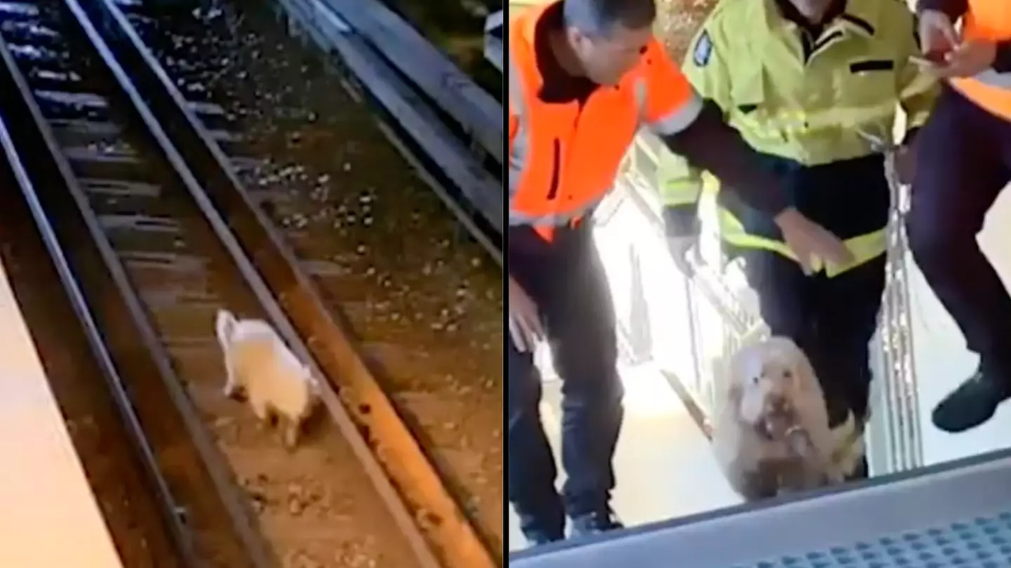 Cheeky dog roams free on train tracks along Sydney's Harbour Bridge