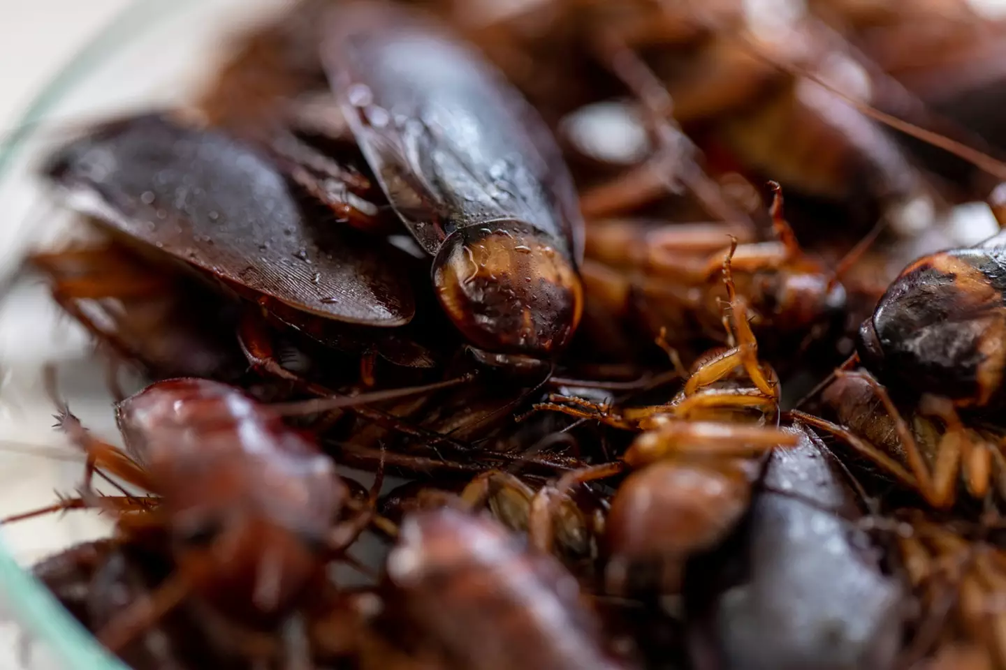A cockroach had somehow made its way inside of his body - and it was still alive (Getty Stock Photo)