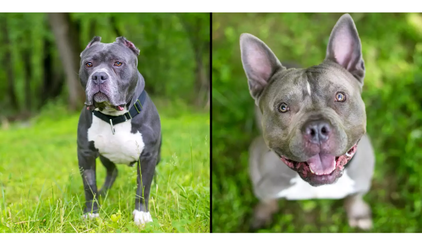 XL bully dogs won’t be culled, vet reassures