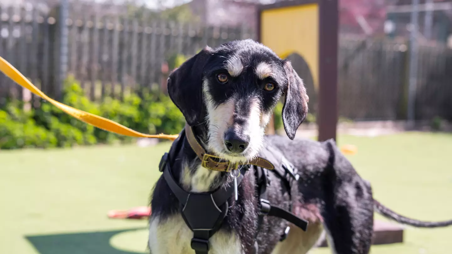 Woodgreen Pets Charity
