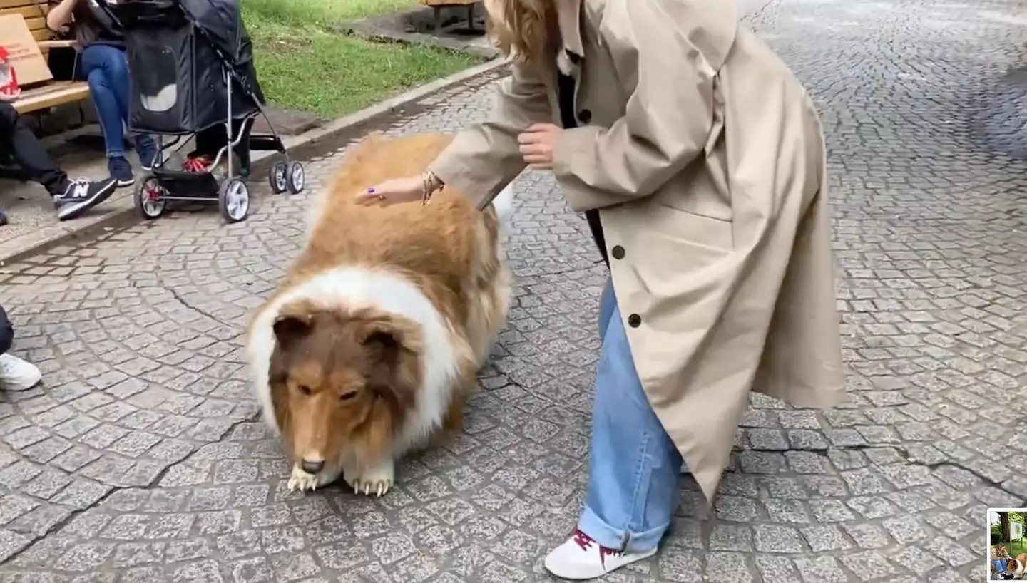 The man spent more than £12,000 on the incredibly realistic-looking dog costume.