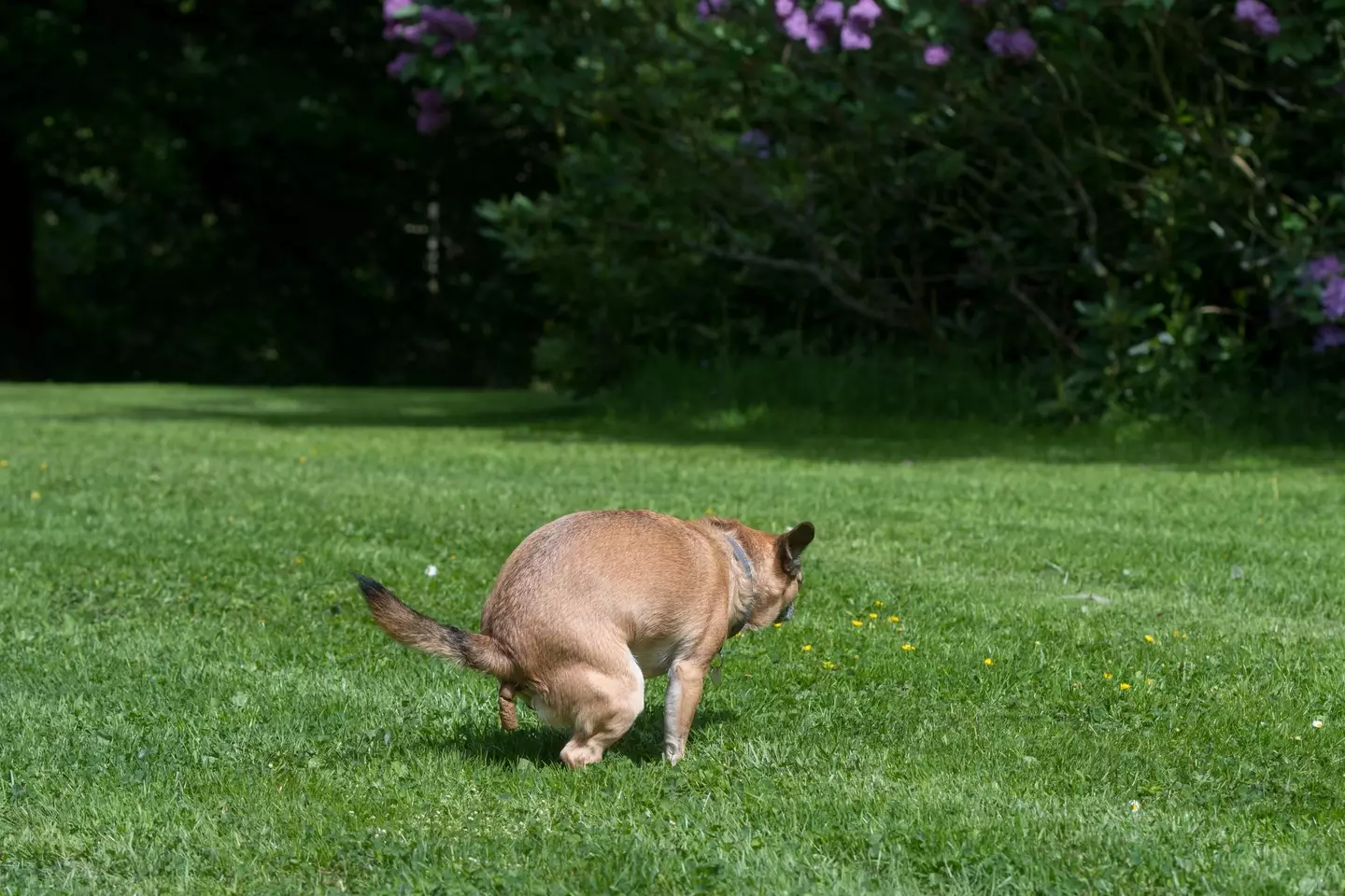 The colour of dog poo can indicate issues with their health and diet.