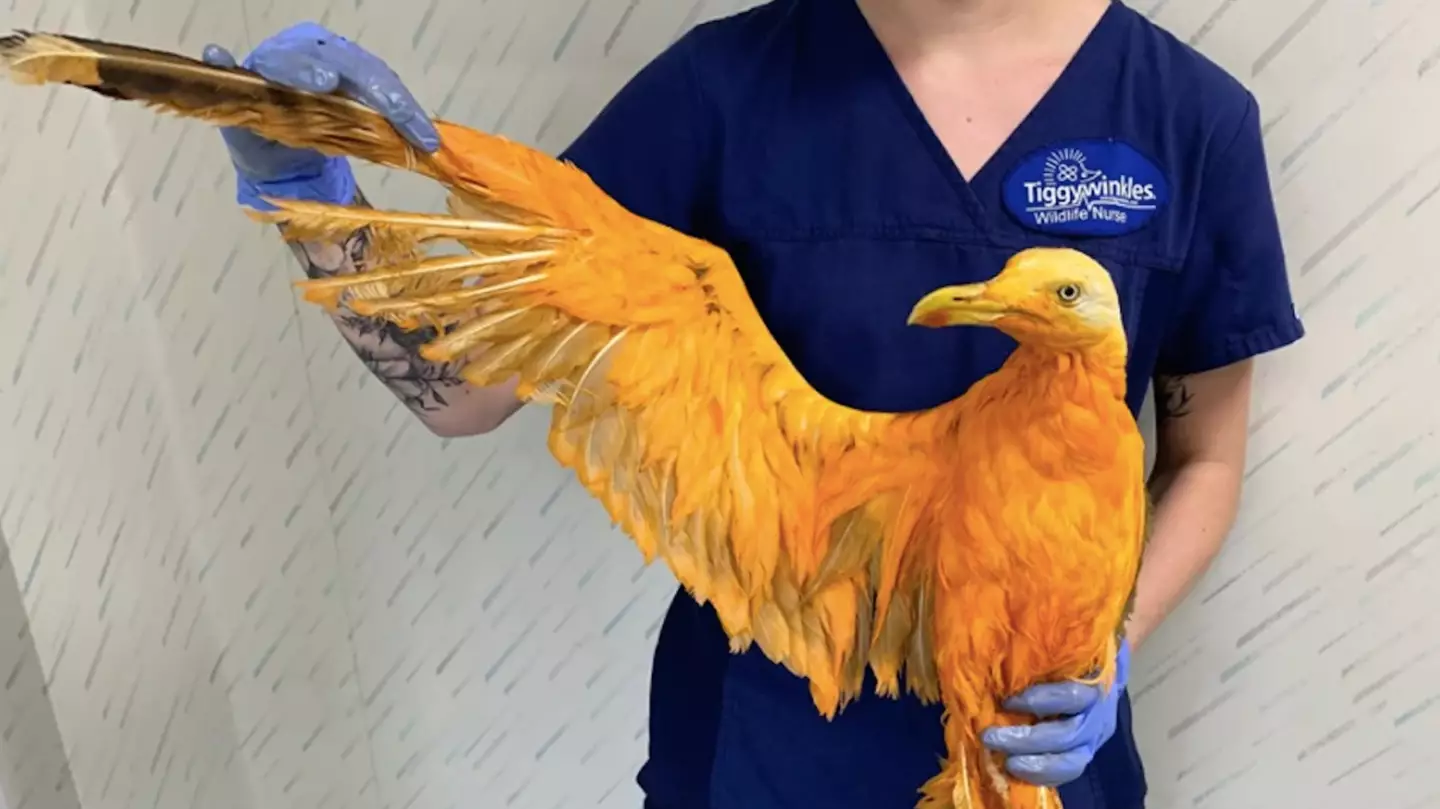Vets were left shocked after discovering what ‘mysterious exotic bird’ turned out to be