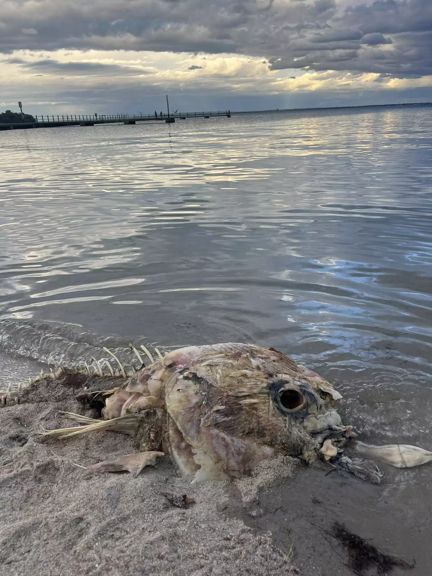 The strange creature was washed up on the beach (Pen News)