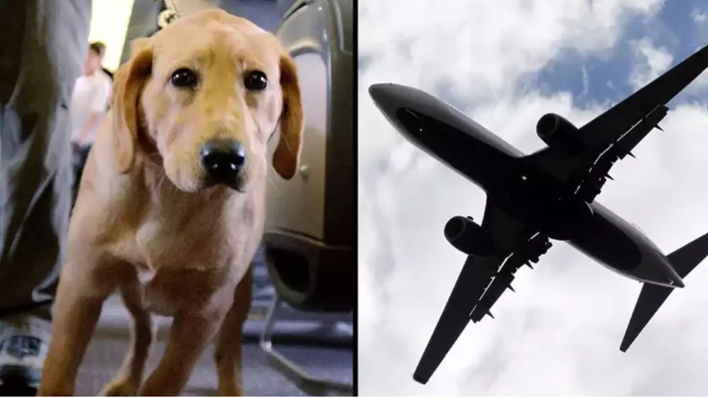 Couple who were stuck next to 'snorting, farting' dog on flight for 13 hours are refunded