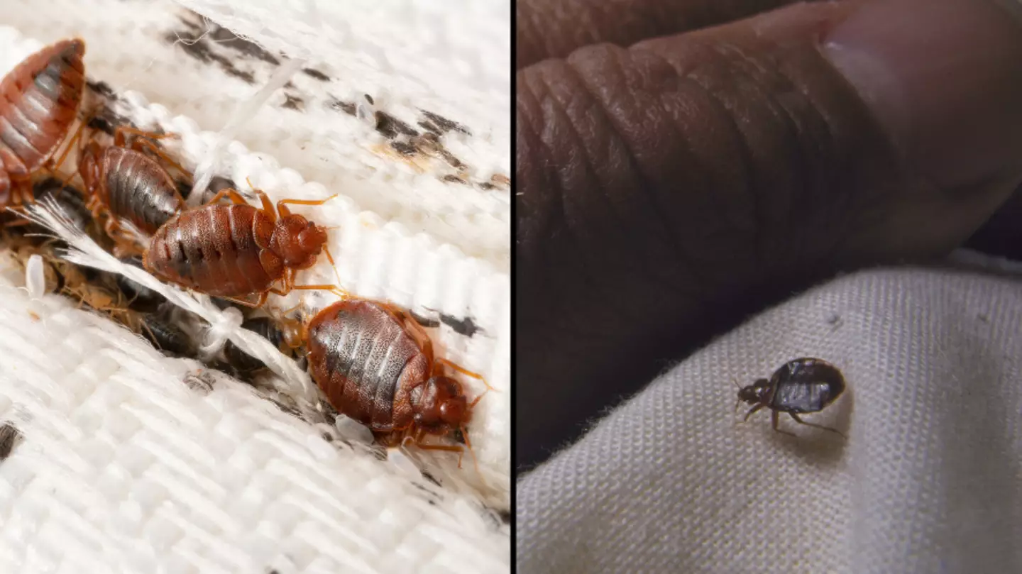 Experts warn bed bug infestation has already hit the UK