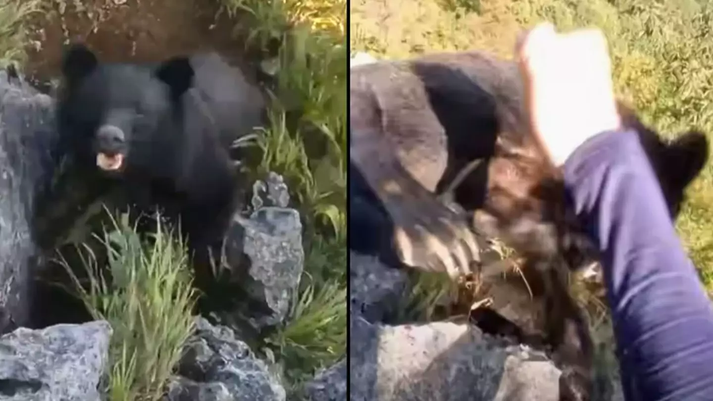 Wild clip of mountain climber fighting off bear leaves people stunned
