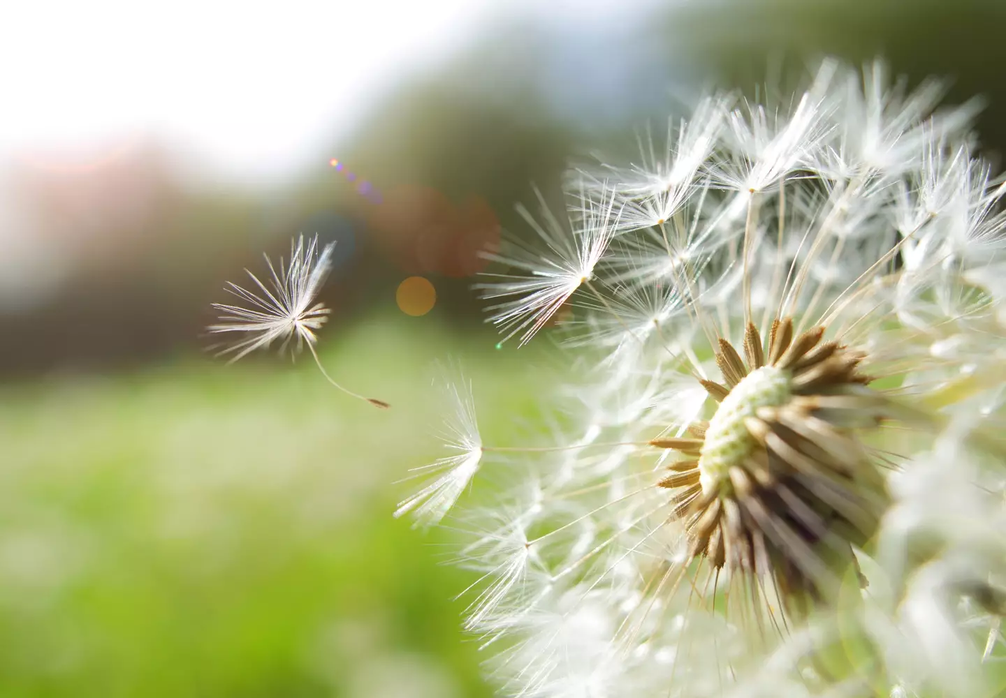 Pollen counts are up again in the UK (Getty Stock Image)