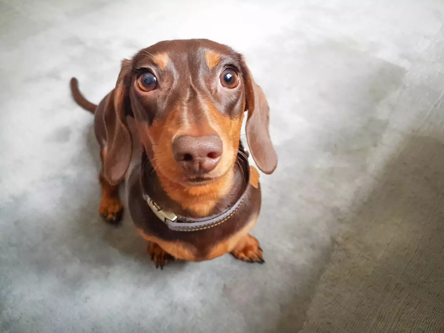 Another dog that's cute as a button, just to brighten up your day.
