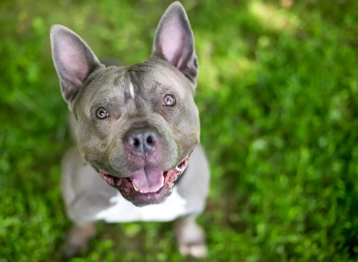 XL Bully owners will be offered an 'amnesty'.