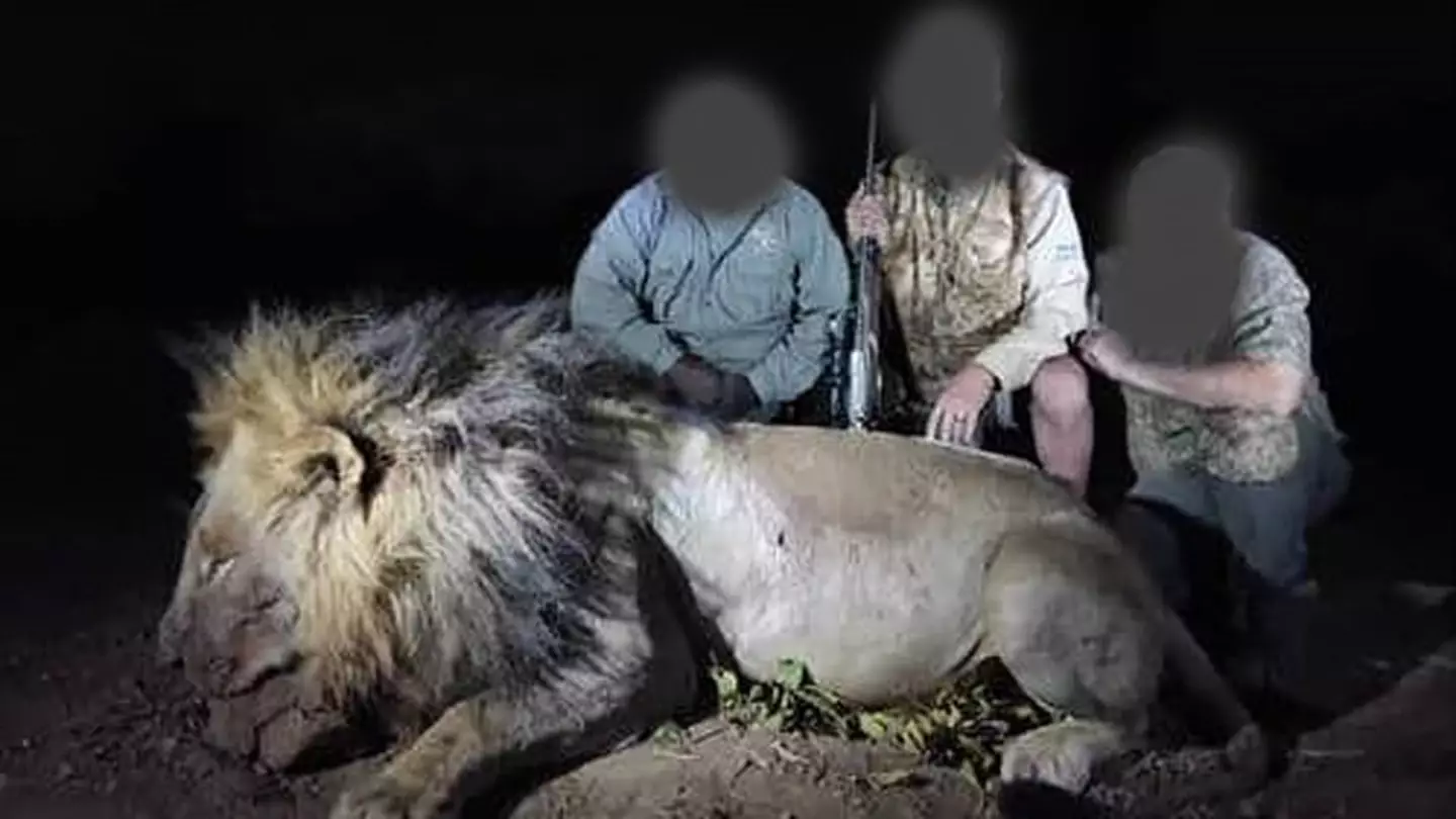 Famous lion lured away and shot dead by trophy hunters in £35k kill