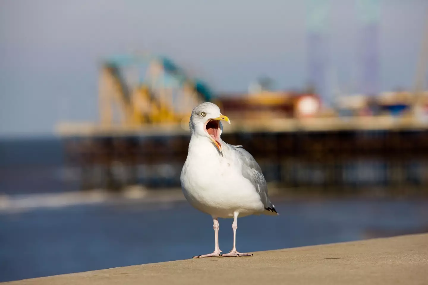 A seagull on chip lookout in Blackpool.